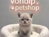VONALP PET GARANTISIYLE  BRİTİSH SHORTHAİR yAVRULARIMIZ