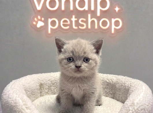 Vonalp Pet Garantisiyle  Bri̇ti̇sh Shorthai̇r Yavrularimiz