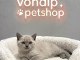 Vonalp Pet Garantisiyle  Bri̇ti̇sh Shorthai̇r Yavrularimiz