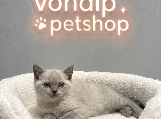 Vonalp Pet Garantisiyle  Bri̇ti̇sh Shorthai̇r Yavrularimiz görsel