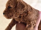 Mini Boy Toy Poodle  Sağlıklı  Irk Garantili
