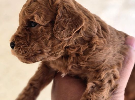 Mini Boy Toy Poodle  Sağlıklı  Irk Garantili görsel