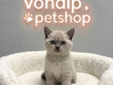 Vonalp Pet Garantisiyle  Bri̇ti̇sh Shorthai̇r Yavrularimiz