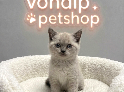 Vonalp Pet Garantisiyle  Bri̇ti̇sh Shorthai̇r Yavrularimiz görsel