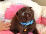 Cinnamonların En Özeli En Güzeli Babyface Scotısh Fols