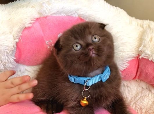 Cinnamonların En Özeli En Güzeli Babyface Scotısh Fols görsel