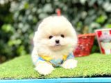 Pomeranianboo Teddy Bear Yavrularımız