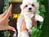 Korean Maltese