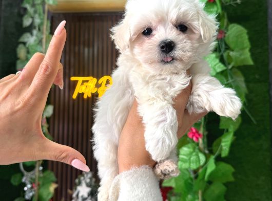 Korean Maltese görsel