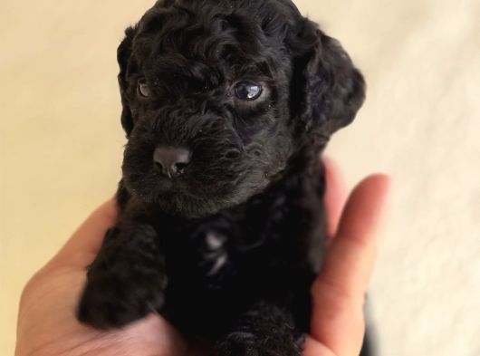 Jet Black Toy Poodle Minicik Bebişler görsel