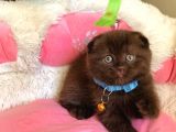 Cinnamonların En Özeli En Güzeli Babyface Scotısh Fols