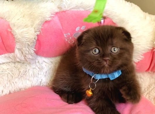 Cinnamonların En Özeli En Güzeli Babyface Scotısh Fols görsel