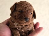 Oyuncak Ayıcık Görünümlü Toy Poodle Yavrular