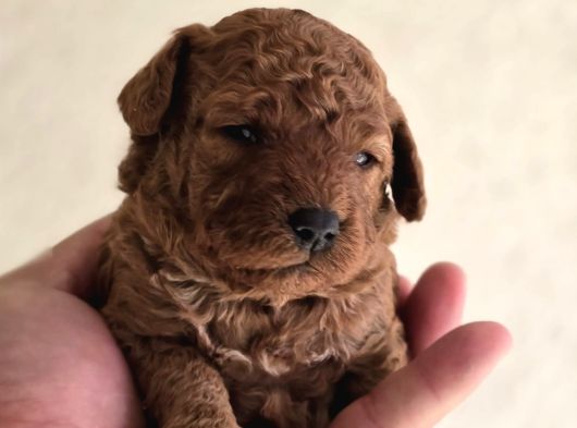 Oyuncak Ayıcık Görünümlü Toy Poodle Yavrular görsel
