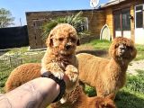 Kaliteli Üretim Çiftliğinden Maltipoo Bebekler