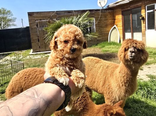 Kaliteli Üretim Çiftliğinden Maltipoo Bebekler