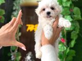 Korean maltese