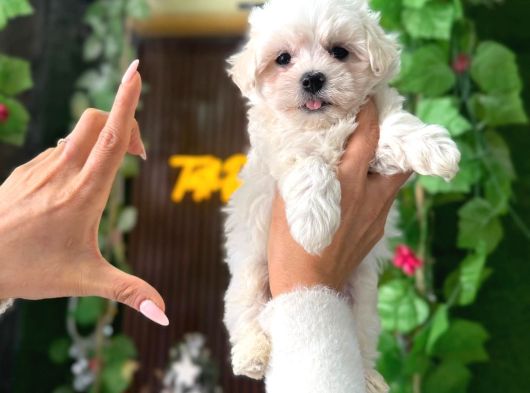 Korean Maltese