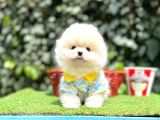 PomeranianBoo Teddy Bear Yavrularımız