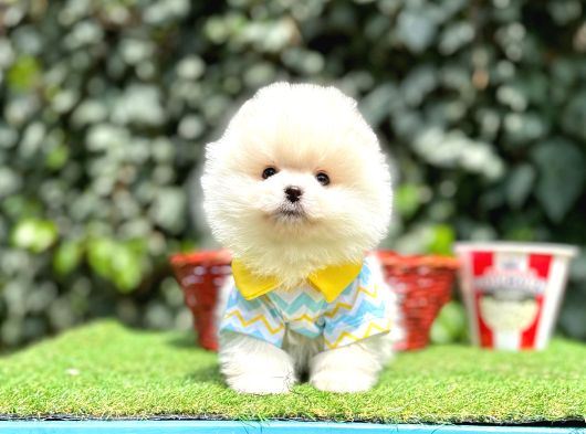 PomeranianBoo Teddy Bear Yavrularımız