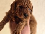Mini Boy Toy Poodle  Sağlıklı  Irk Garantili