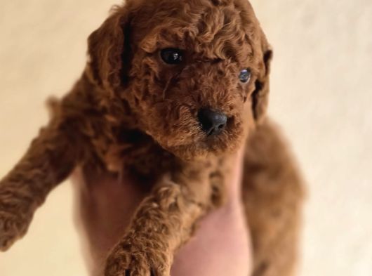 Mini Boy Toy Poodle  Sağlıklı  Irk Garantili görsel