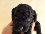 Jet Black Toy Poodle Minicik Bebişler