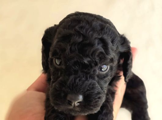 Jet Black Toy Poodle Minicik Bebişler görsel
