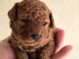 Oyuncak Ayıcık Görünümlü Toy Poodle Yavrular