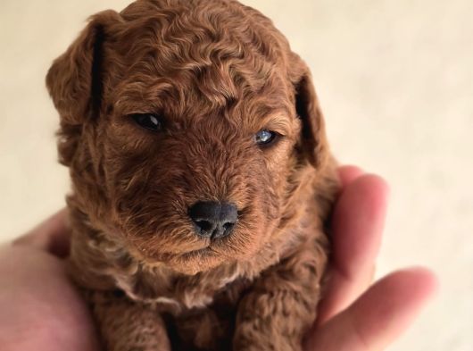 Oyuncak Ayıcık Görünümlü Toy Poodle Yavrular görsel