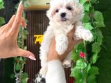 Korean Maltese