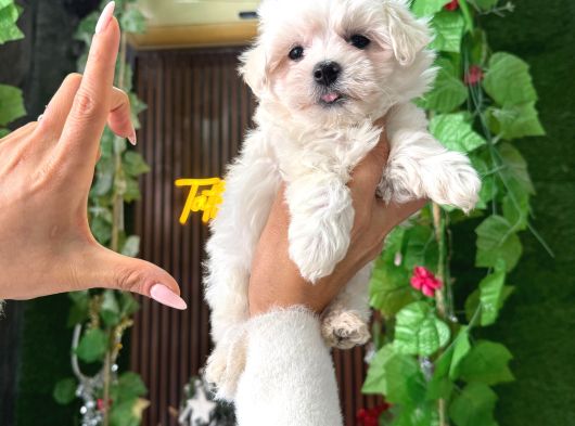 Korean Maltese görsel