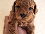 Mini Boy Toy Poodle  Sağlıklı  Irk Garantili