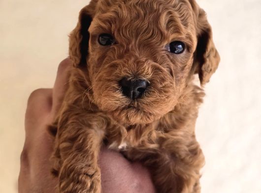 Mini Boy Toy Poodle  Sağlıklı  Irk Garantili