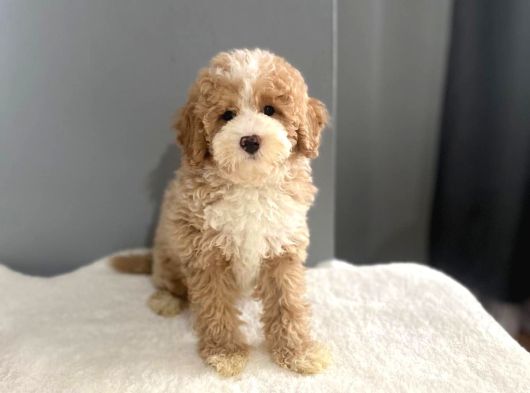 Mi̇ni̇ Labradoodle Muhteşem Renk Dağilimi