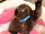 Cinnamonların En Özeli En Güzeli Babyface Scotısh Fols
