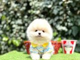 Pomeranianboo Teddy Bear Yavrularımız