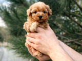 A kalitee kore maltipoo yavrularımız