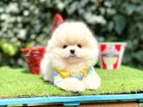 Pomeranianboo Teddy Bear Yavrularımız