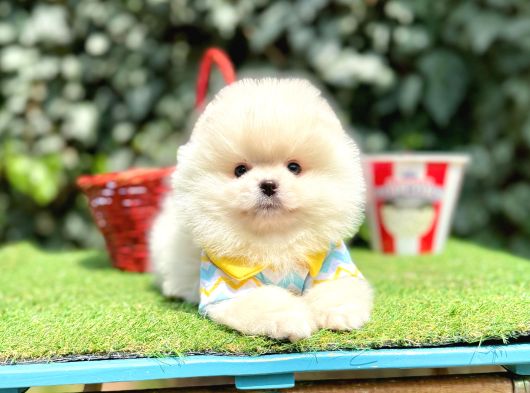 Pomeranianboo Teddy Bear Yavrularımız görsel