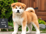 Show Akita İnu