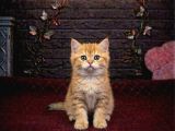 BRİTTİSH SHORTHAİR BEBEKLERİMİZ