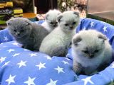 Scottish Fold bebekler