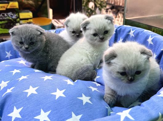 Scottish Fold Bebekler