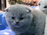 Scottish Fold Bebekler