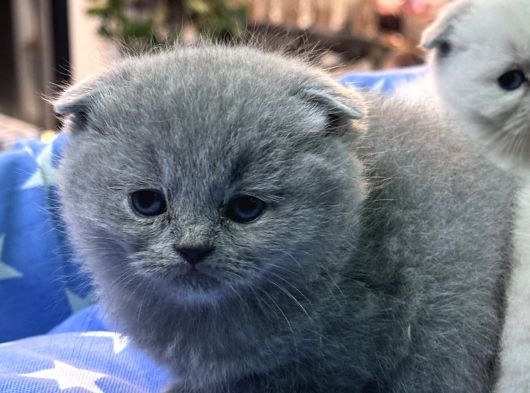 Scottish Fold Bebekler görsel
