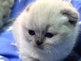 Scottish Fold Bebekler