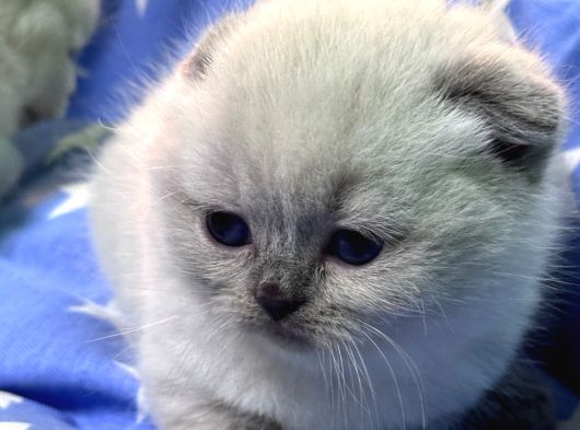 Scottish Fold Bebekler görsel
