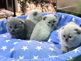 Scottish Fold Bebekler