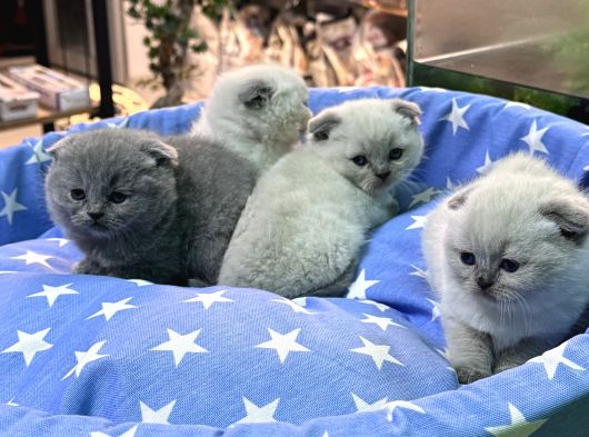 Scottish Fold Bebekler görsel
